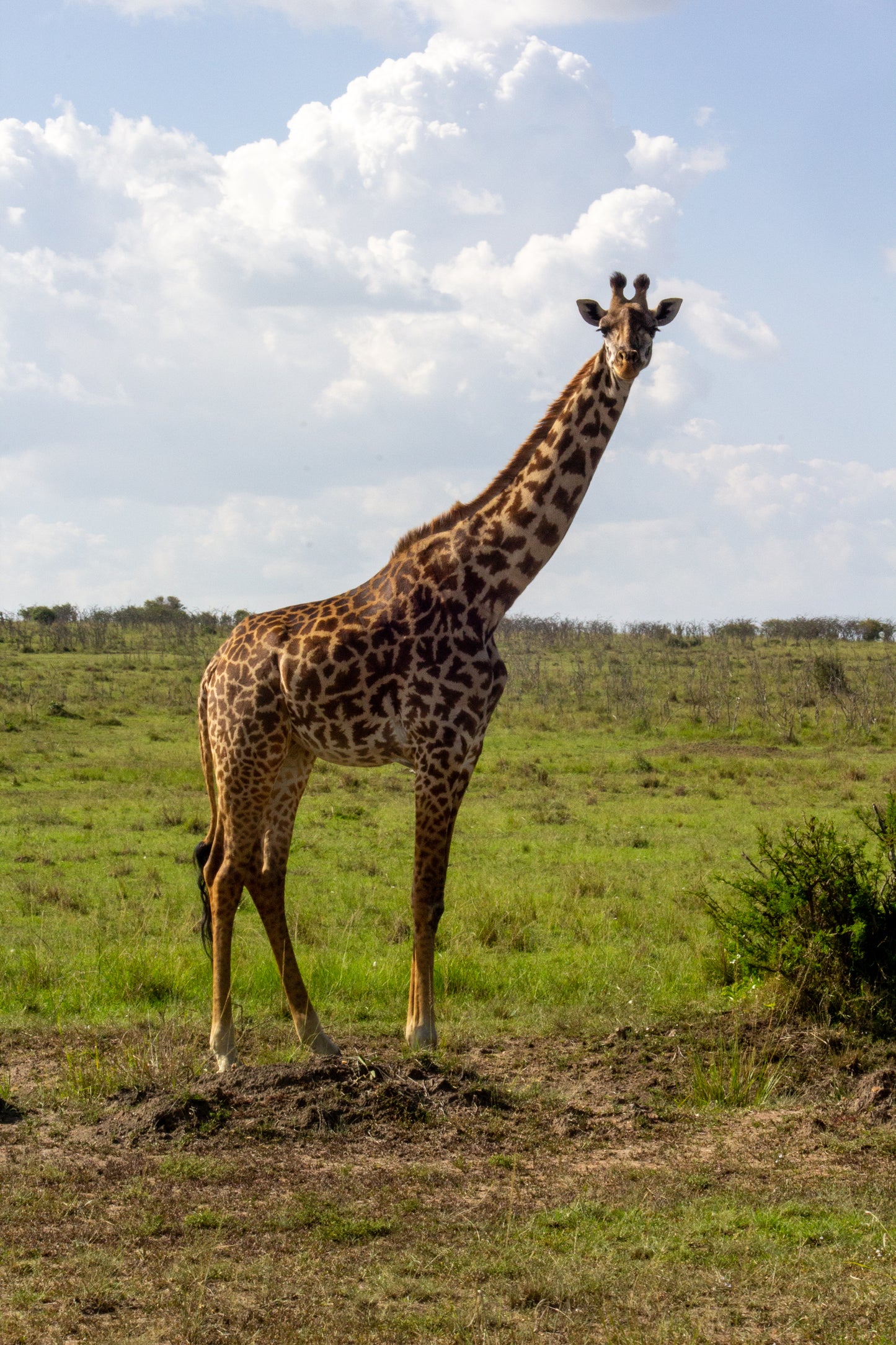 Giraffe Lustre Print