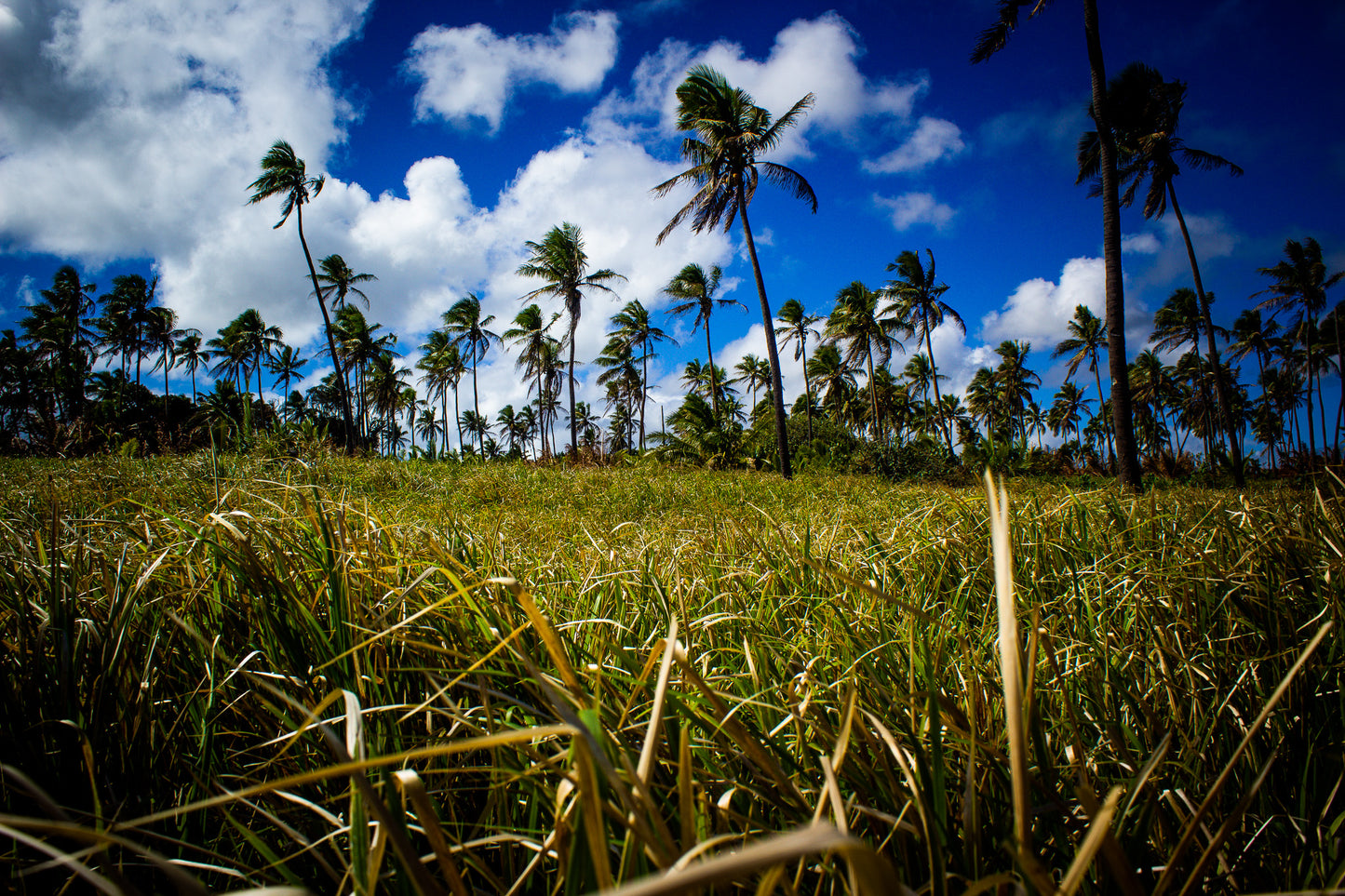 Sea of Grass and Trees Lustre Print