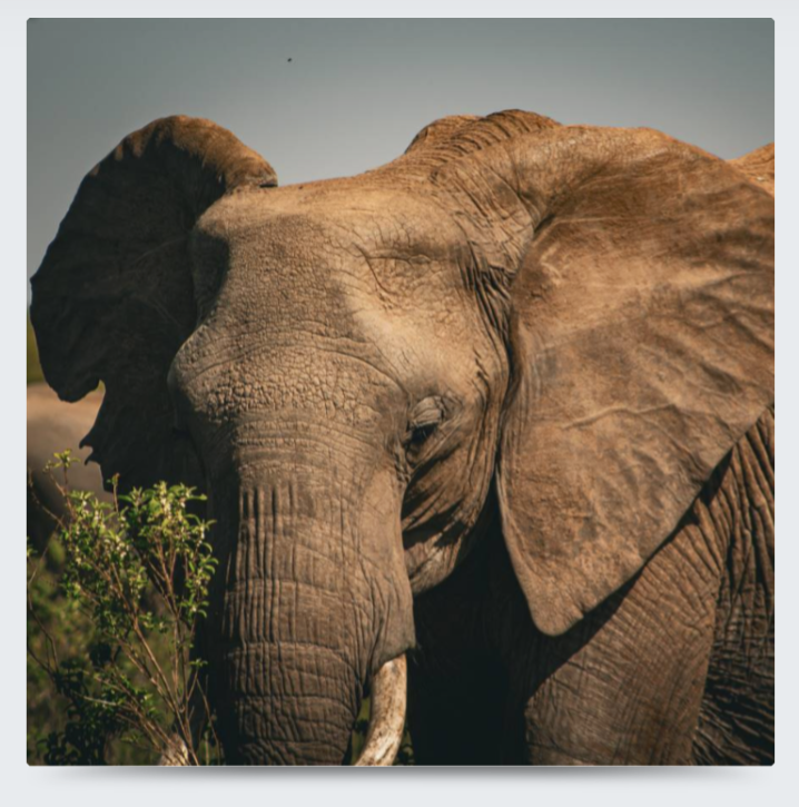 Elephant Portrait Metal Print