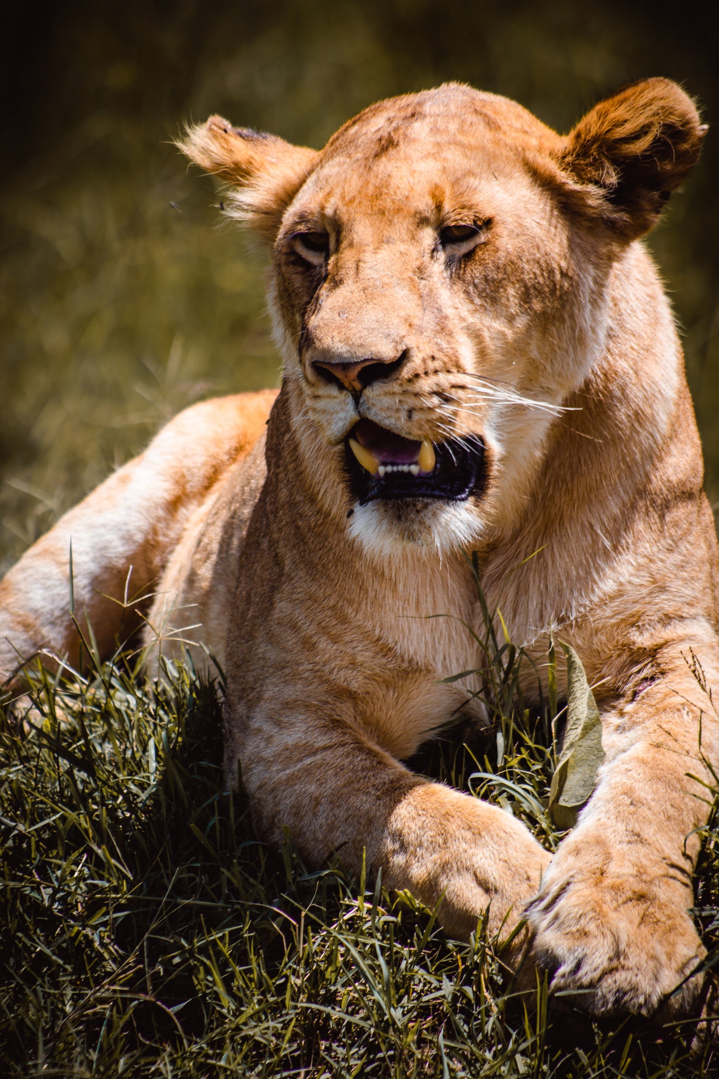 Lioness Lustre Print 1